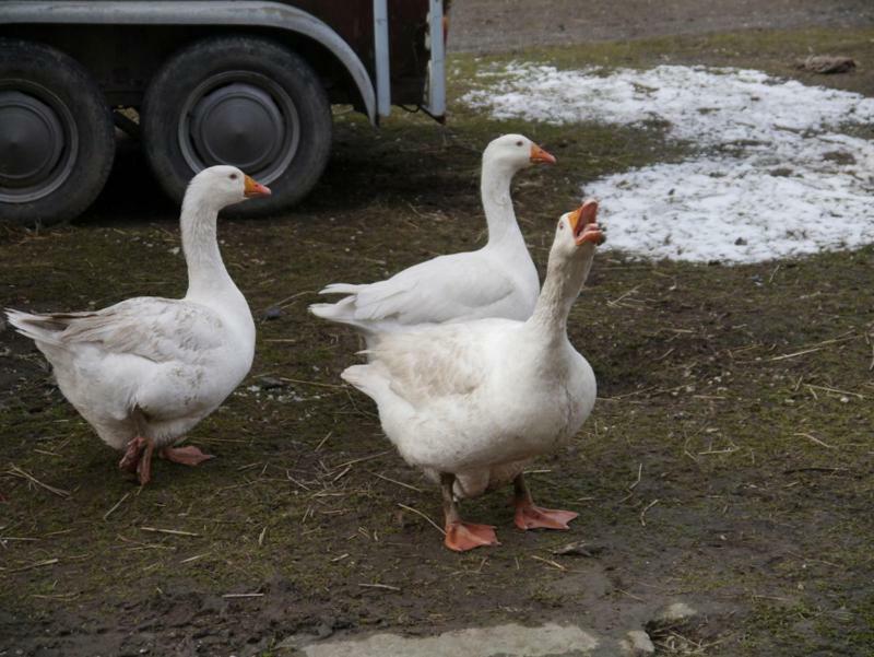 Pod Kasztanem Gospodarstwo Agroturystyczne Stronie Śląskie Exteriör bild